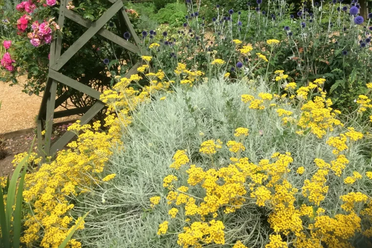 photo of yellow plants and other herbs