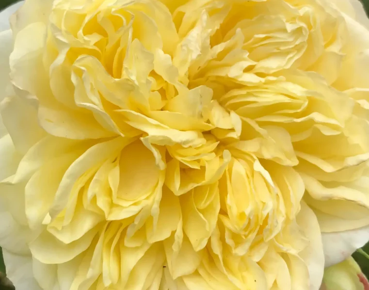 Close-up photo of a beautiful light yellow rose.